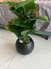 Round Pot with Plant (002)