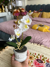 Orchid Planter White 008