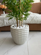 Bambo plant (medium) with Pot
