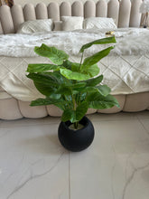 Round Pot  Plant (004)