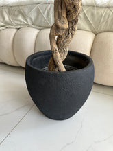 Faux Eucalyptus Blue flower Plant (medium) with Hugo planter Black