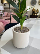 Dwarf plant with pot 05