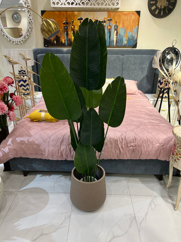 Banana plant and planter 036