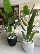 Banana Plant with Hugo Pot