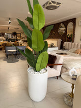 Banana plant with U Pot