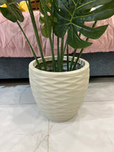 Monstera plant and planter 037