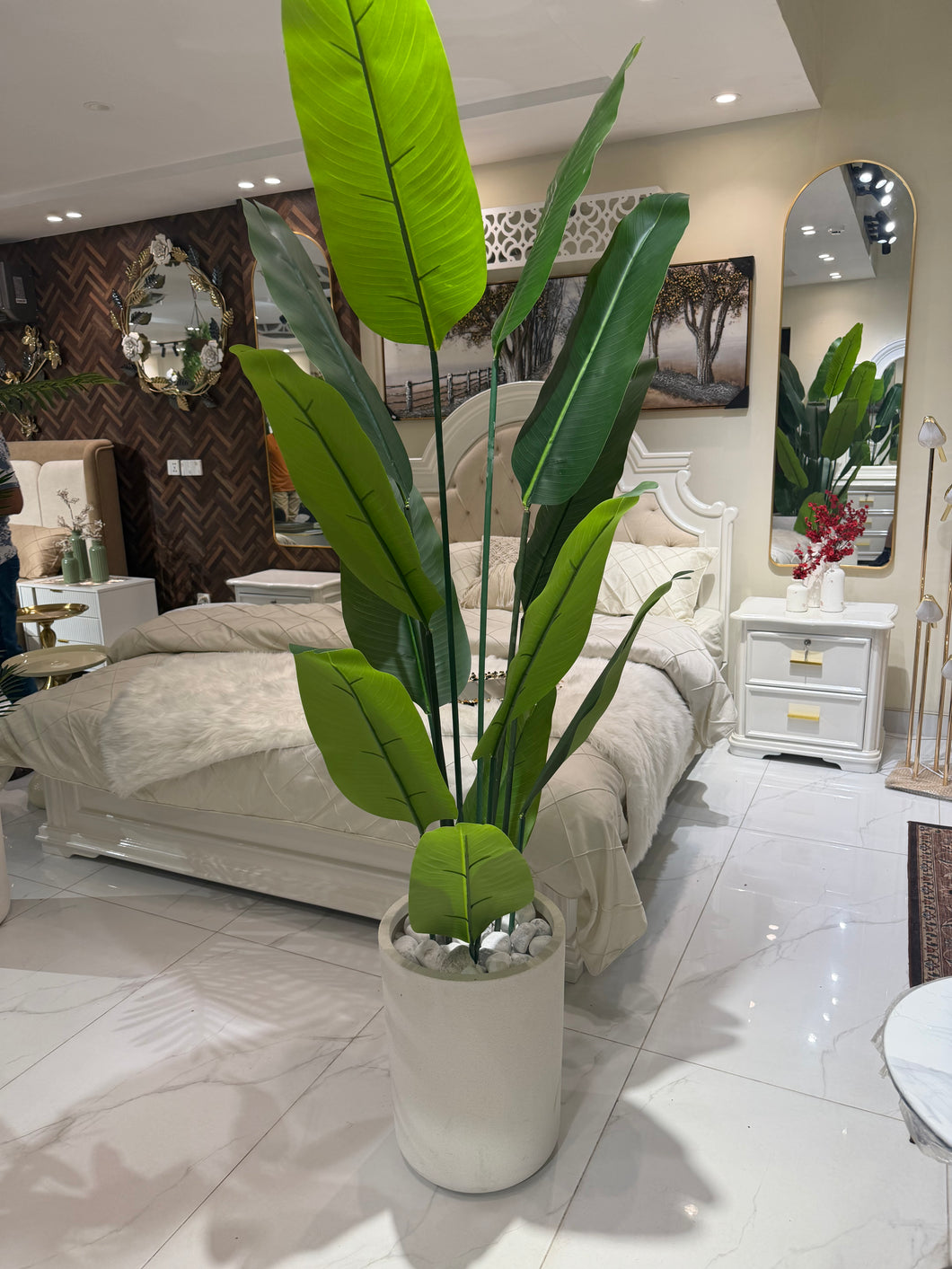 Banana plant with Aster Pot