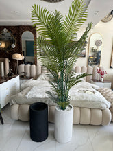Areca Palm plant with Cylinder Tall Planter