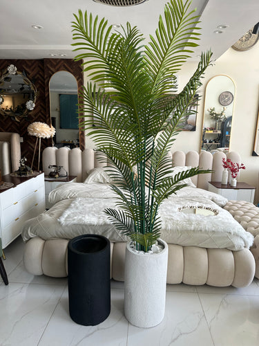 Areca Palm plant with Cylinder Tall Planter