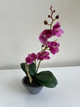 Orchid Planter Pink 004