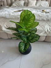 Round Pot  Plant (006)