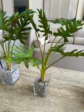 Glass Planter with Turtle plant