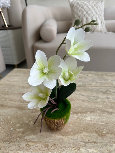 Orchid Planter with brown pot 019