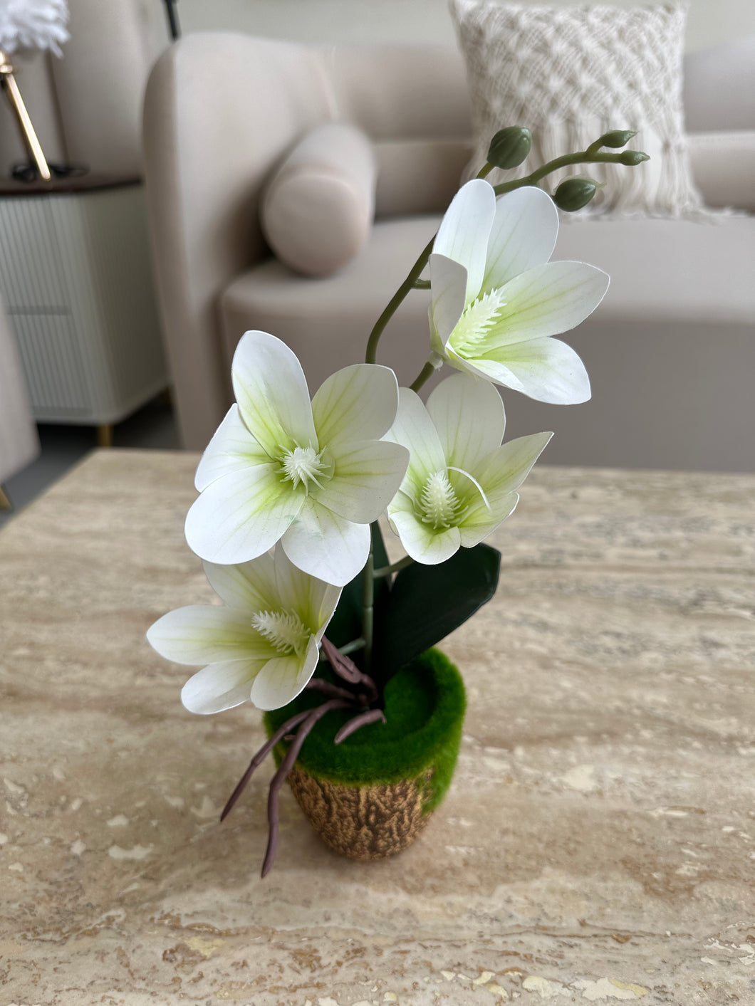Orchid Planter with brown pot 019
