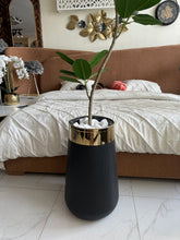 Rubber Tree in Medium Black Planter Pot