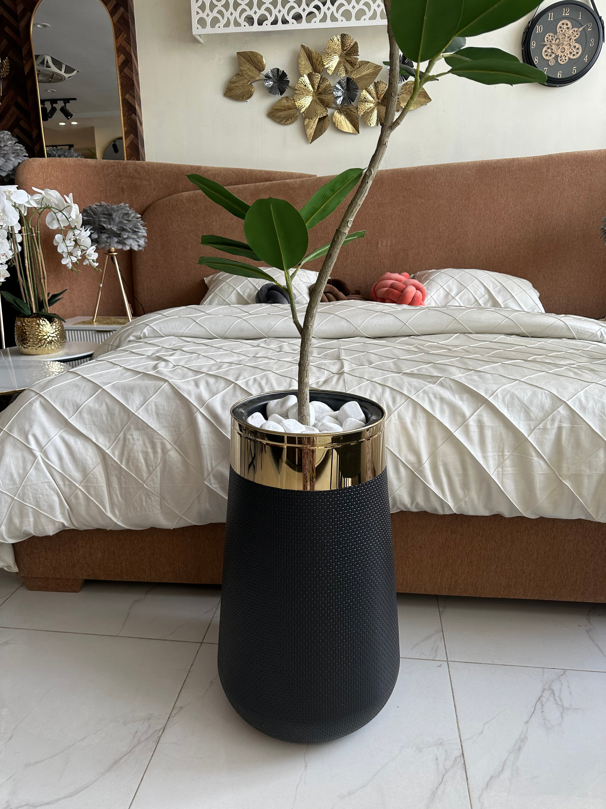 Rubber Tree in Medium Black Planter Pot