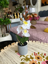 Orchid Planter White 001