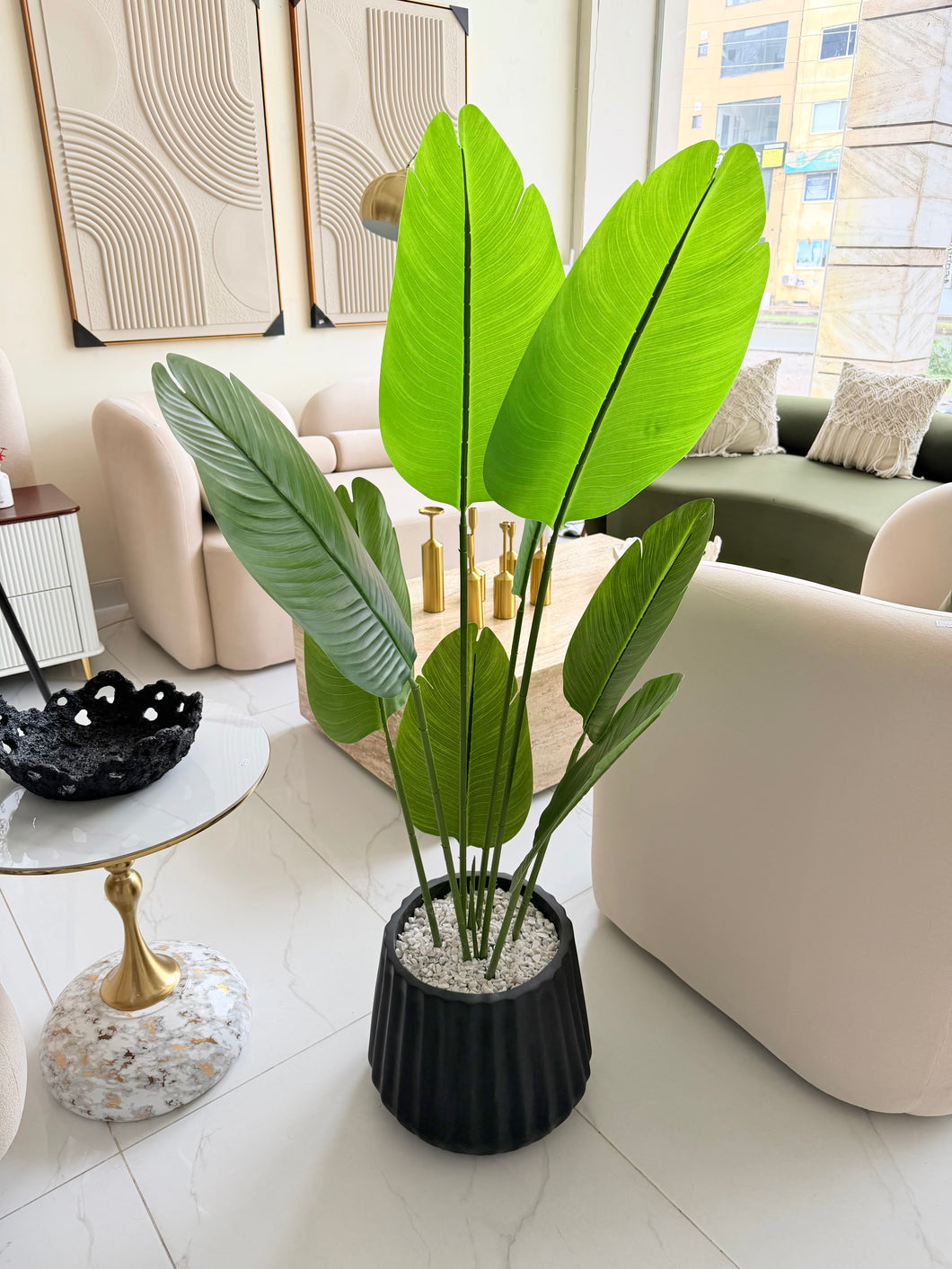 Banana plant with Alpha pot