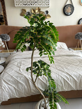 Greco Locust with Round White Texture Pot