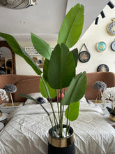 Banana plant and Large Black planter