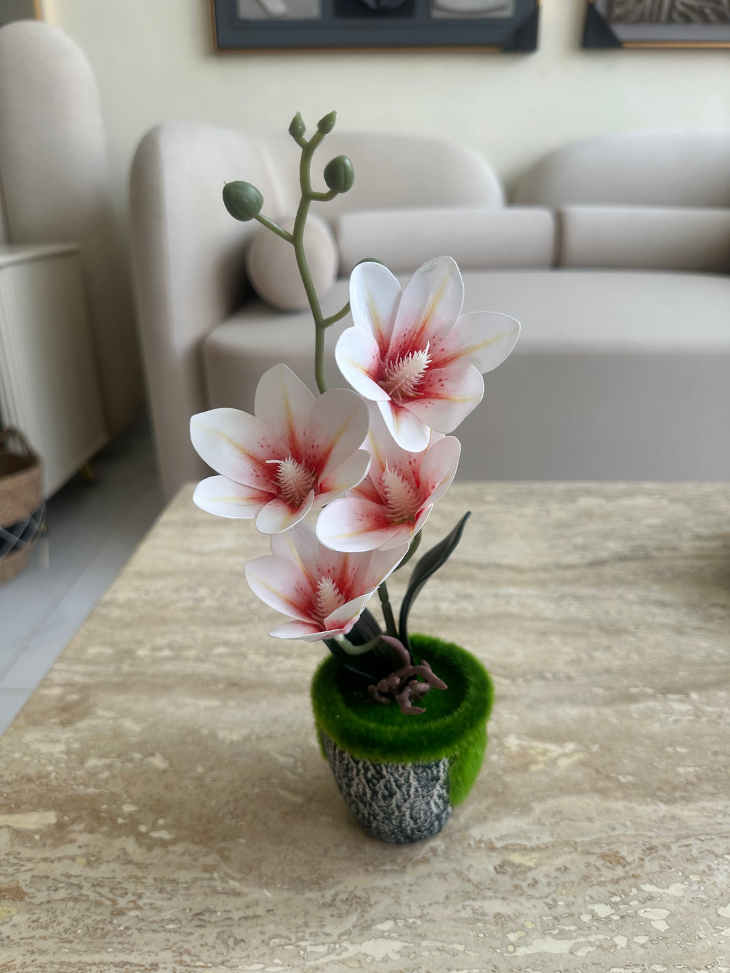 White & red Orchid Planter with black pot 021