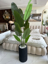 Banan plant with Cylinder Tall Planter