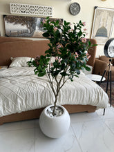Jasmine Plant pink flowers with Planter