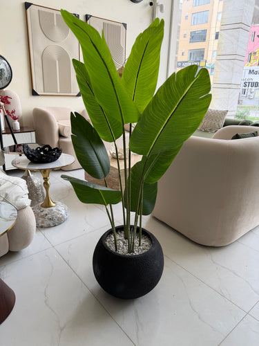 Banana plant with Round Textured Pot