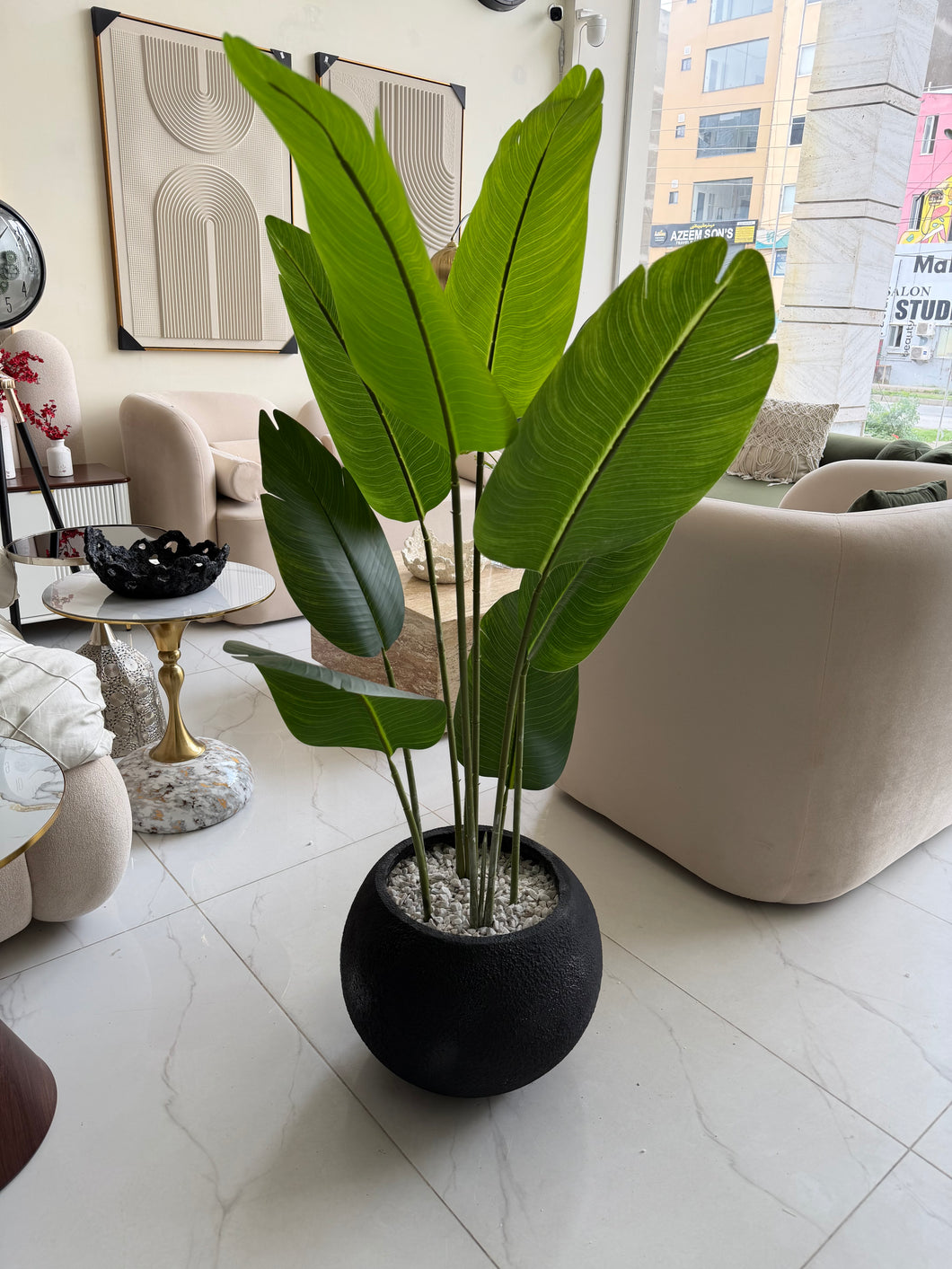 Banana plant with Round Textured Pot