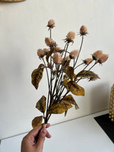 Furry flower stem brown