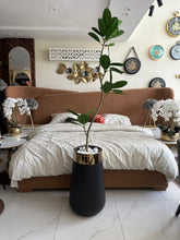 Rubber Tree in Medium Black Planter Pot