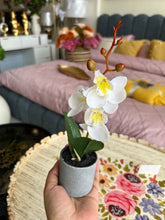 Orchid Planter White 001
