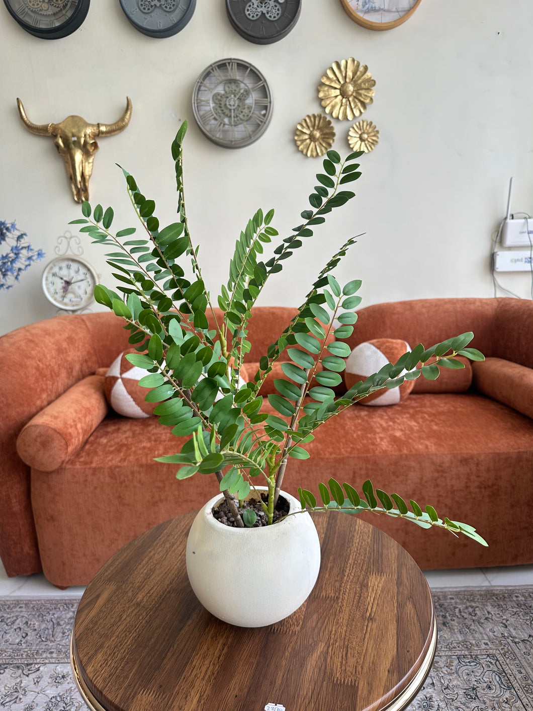 Cardboard Palm Plant