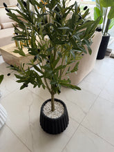 Olive plant with Alpha pot