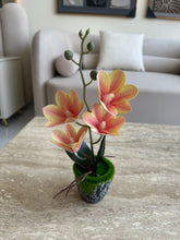 Peach Orchid Planter with black pot 020