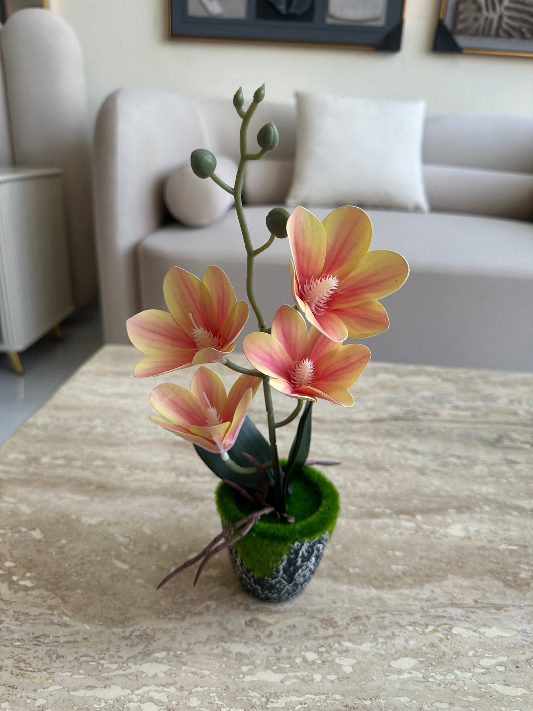 Peach Orchid Planter with black pot 020