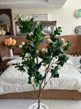 Jasmine Plant with Planter