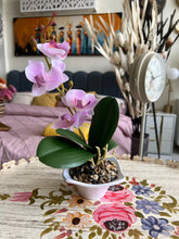 Orchid Planter Pink 009