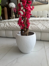 Red Blossom Flower Plant with textured Planter