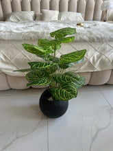 Round Pot  Plant (009)