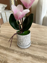 Orchid Planter Pink 016