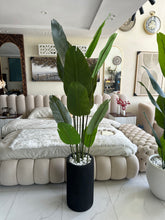 Banan plant with Cylinder Tall Planter