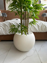 Bambo plant in White Round Pot
