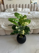 Round Pot  Plant (007)