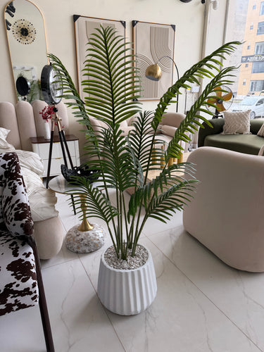 Areca plant Medium with Alpha pot
