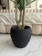 Agave Tree with Hugo planter Black