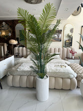 Areca Palm plant with Cylinder Tall Planter