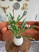 Cardboard Palm Plant