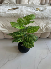 Round Pot  Plant (009)