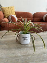 Snake plant Planter 004